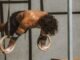 “Sicilia Calisthenics Cup”, il Calisthenics Marsala conquista 17 podi nella tappa inaugurale